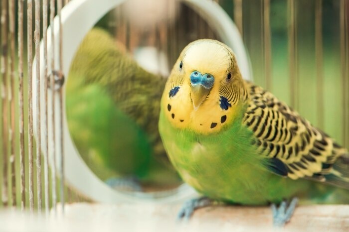 اسم برای طوطی
