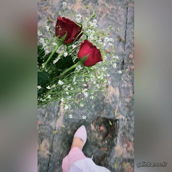 عکس گلهای زیبا برای پروفایل 2023 - 1402