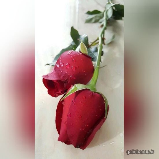 عکس گلهای زیبا برای پروفایل 2023 - 1402