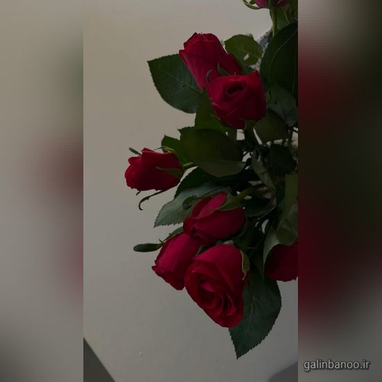 عکس گلهای زیبا برای پروفایل 2023 - 1402